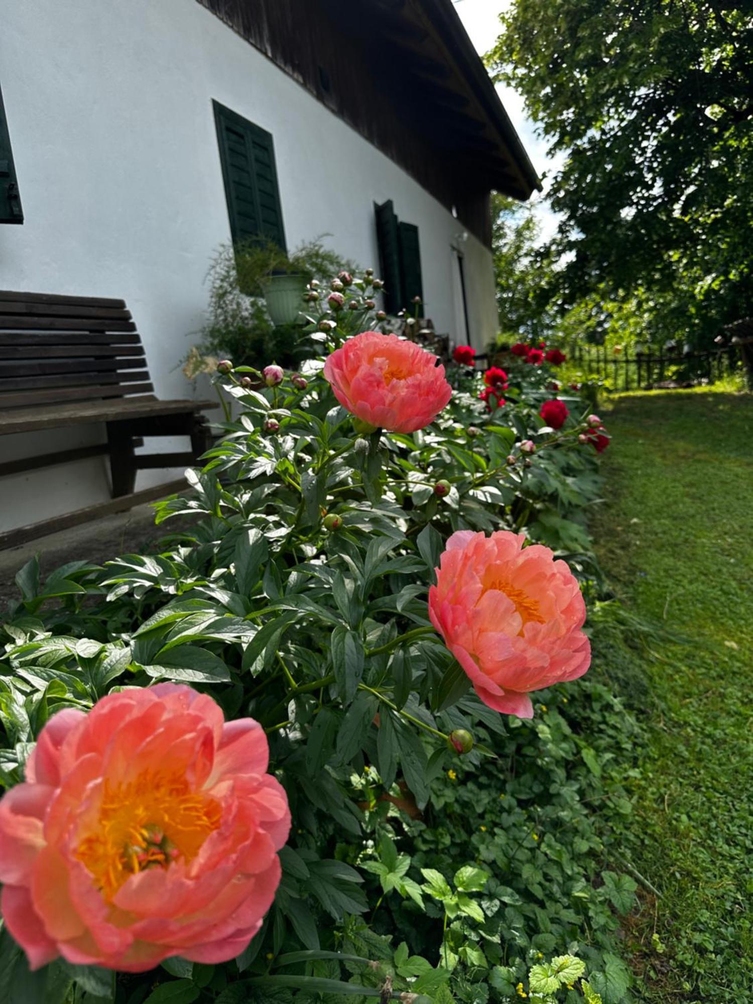 Hostal Estate Ana Ptuj Exterior foto